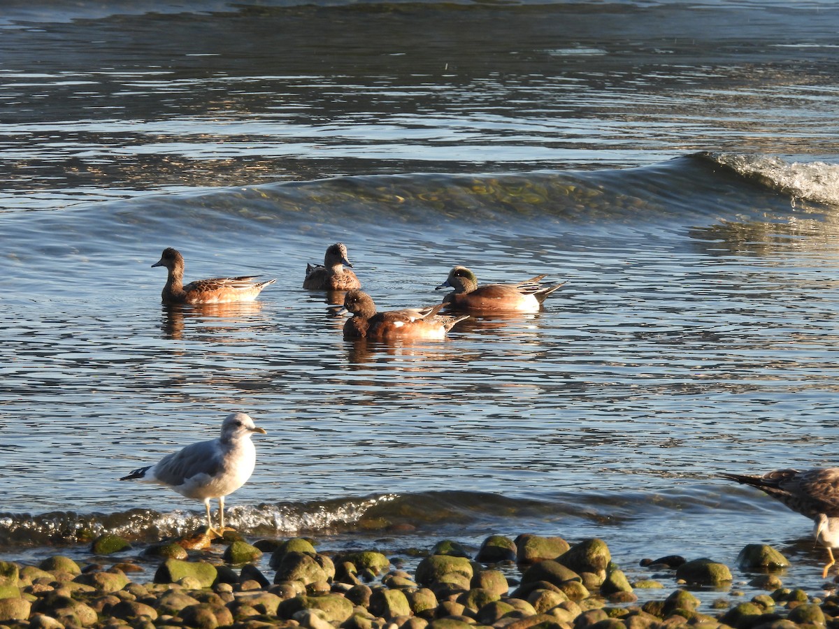 American Wigeon - ML642337909