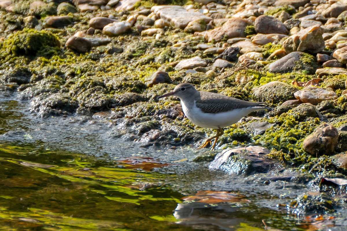 Spotted Sandpiper - ML642337933