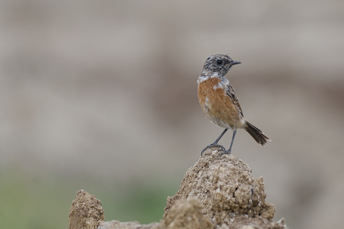 Tarier pâtre - ML642337943