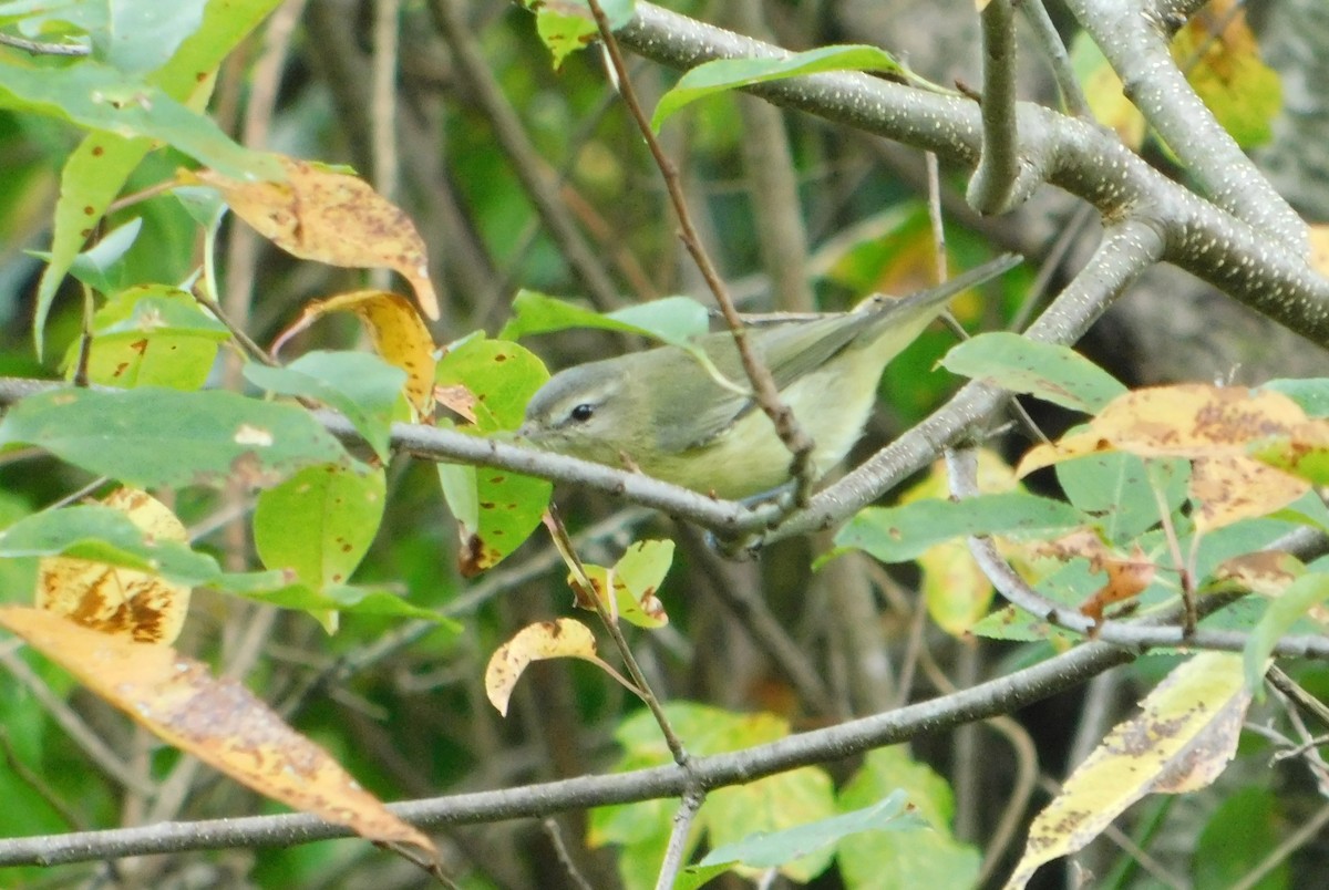 Philadelphia Vireo - ML642337964
