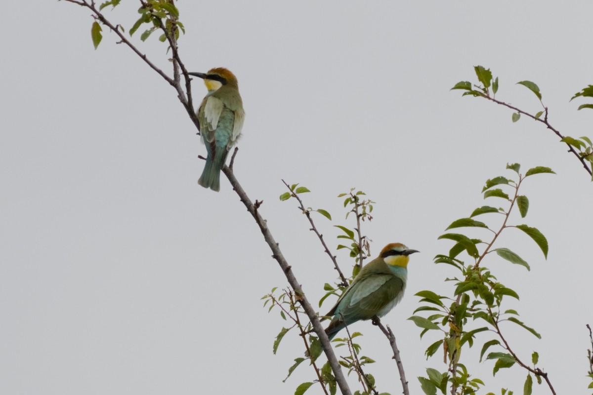 Guêpier d'Europe - ML642337994