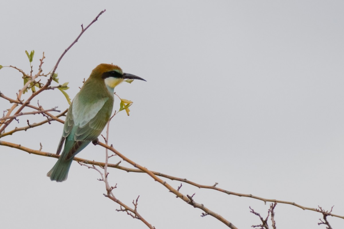 European Bee-eater - ML642337995