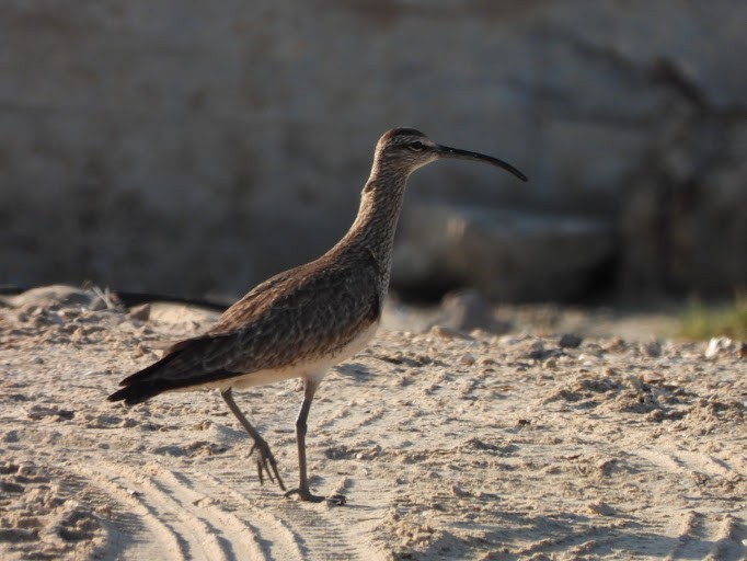 Whimbrel (Hudsonian) - ML642338014