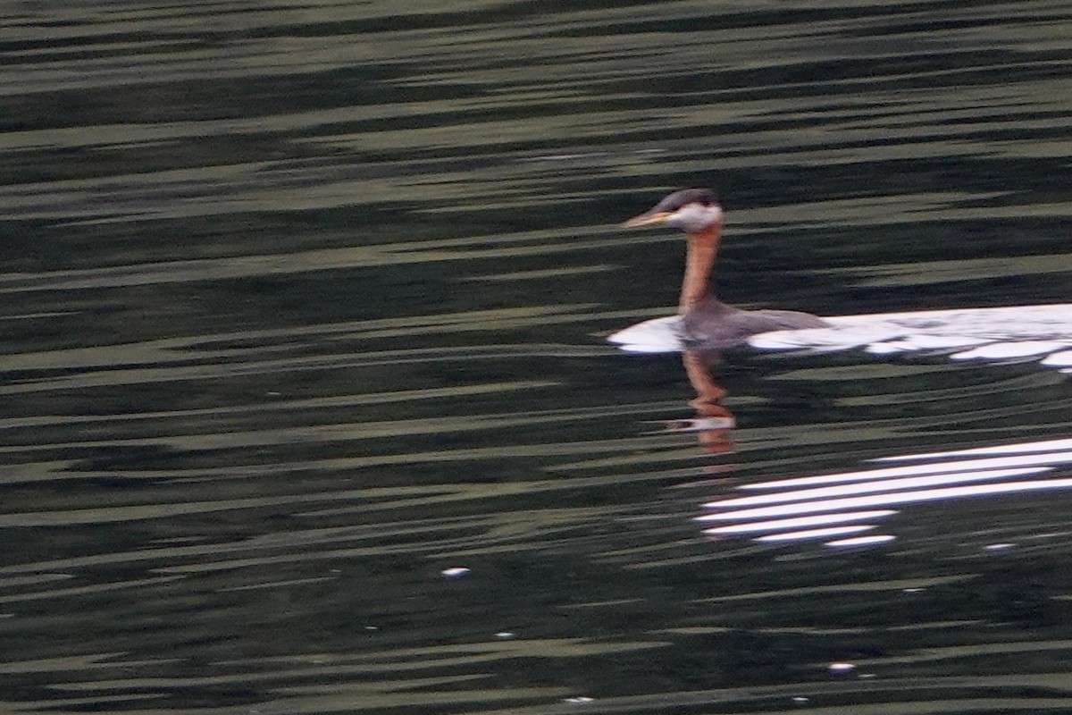 Red-necked Grebe - ML642338016