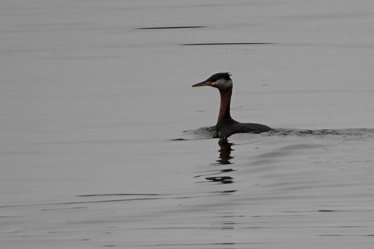 Red-necked Grebe - ML642338017