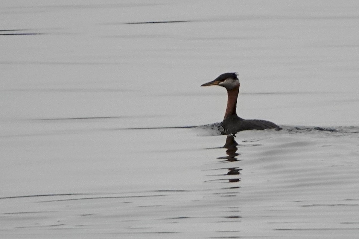 Red-necked Grebe - ML642338018