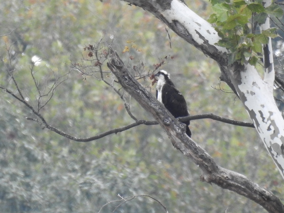 Osprey - ML642338031