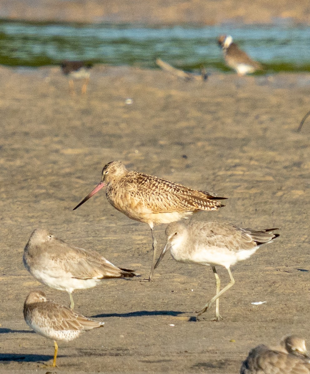 Marbled Godwit - ML642338043