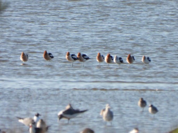 American Avocet - ML642338046