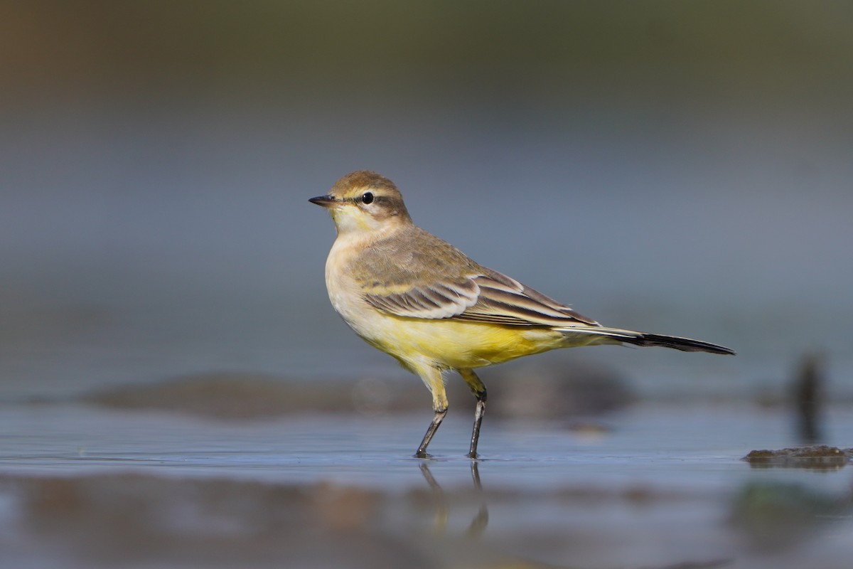 Western Yellow Wagtail - ML642338084