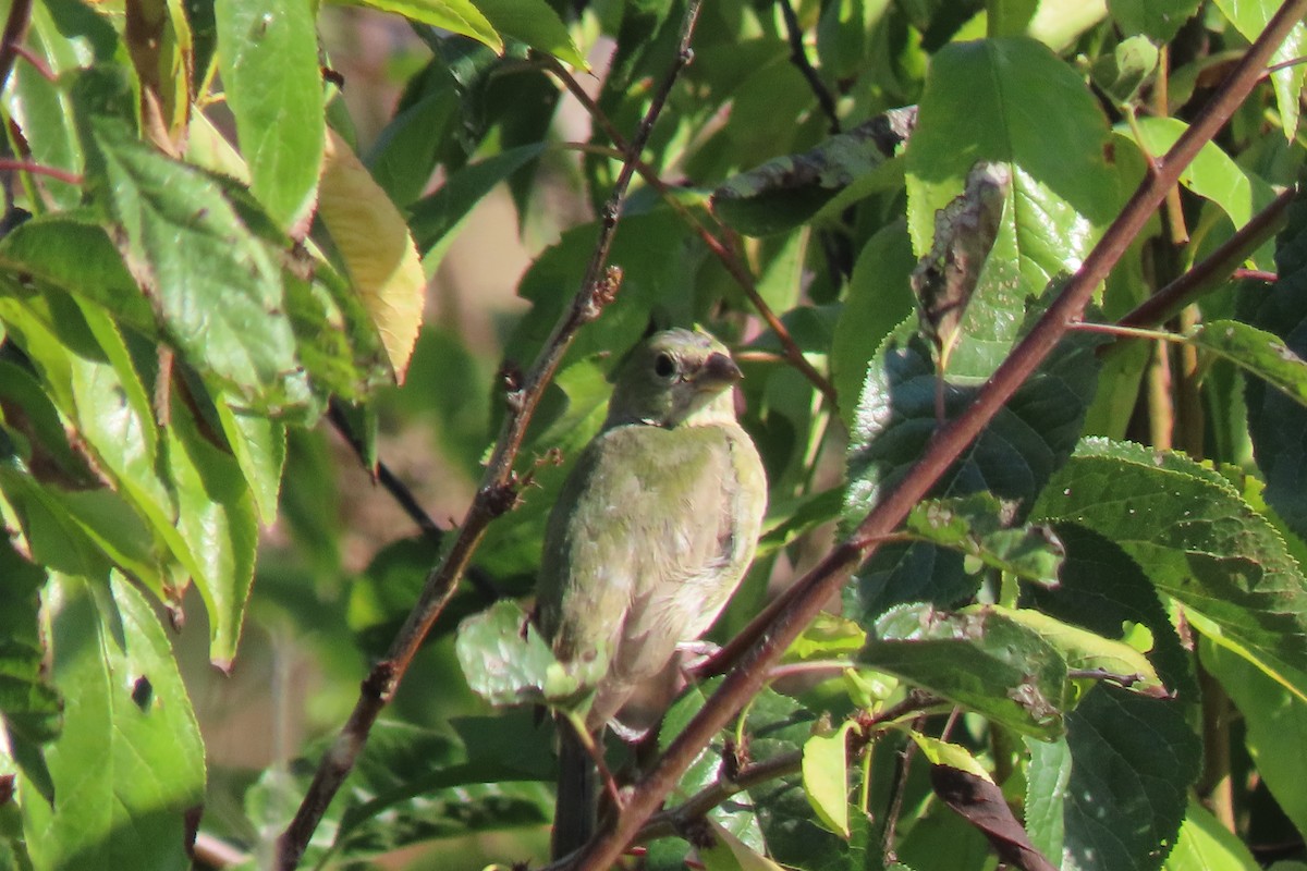 Painted Bunting - ML642338180