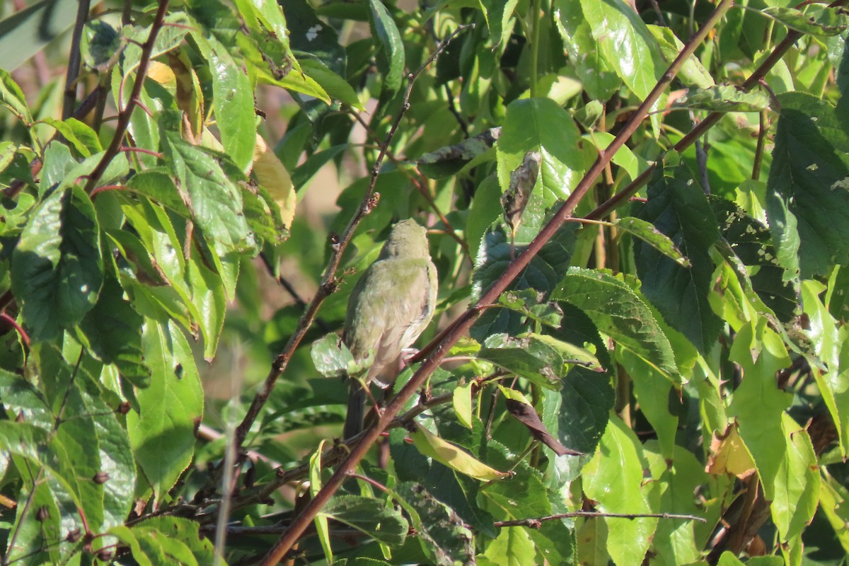 Painted Bunting - ML642338181