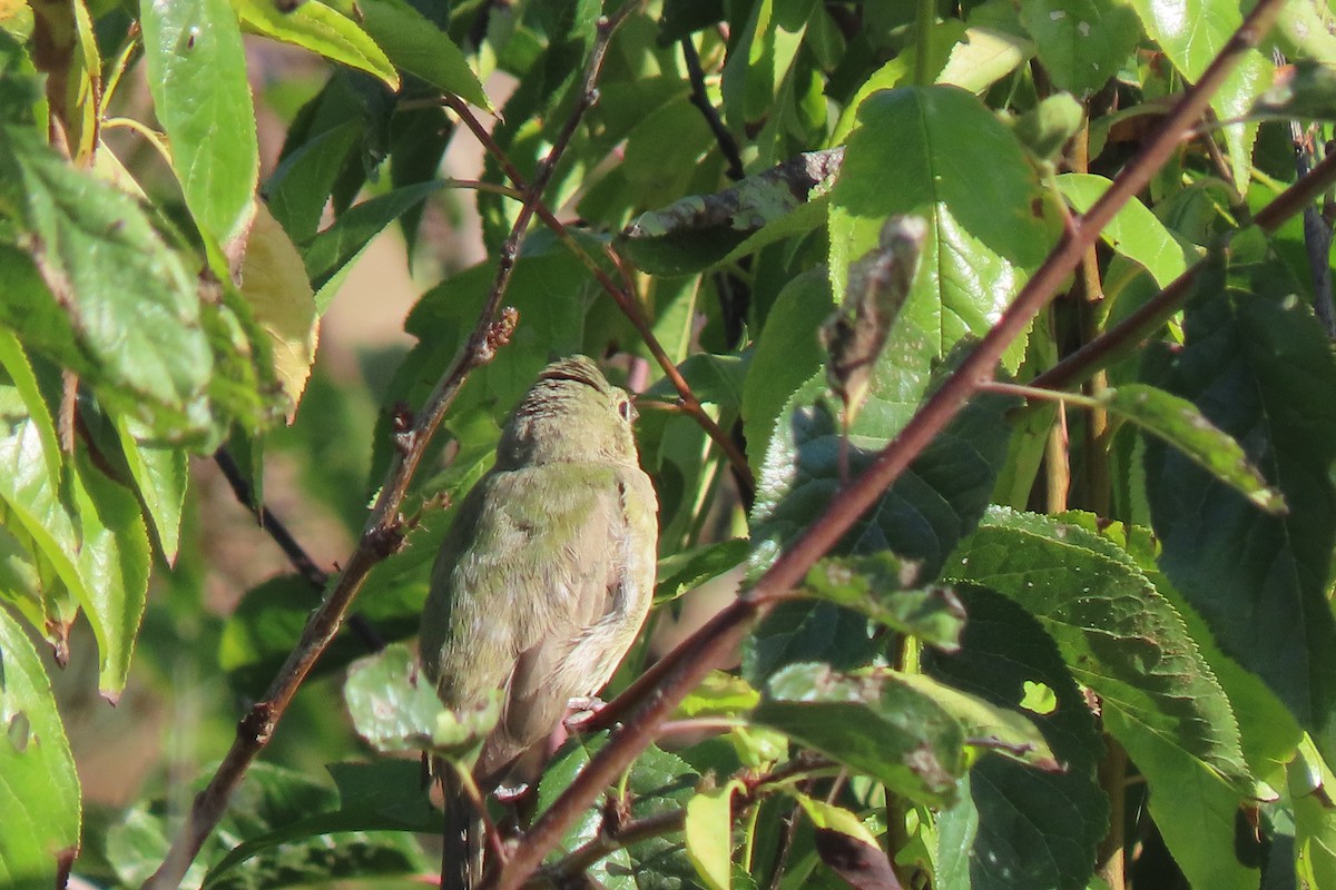 Painted Bunting - ML642338182