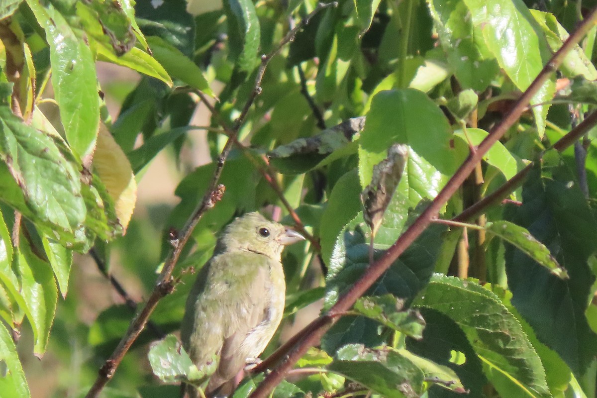 Painted Bunting - ML642338183