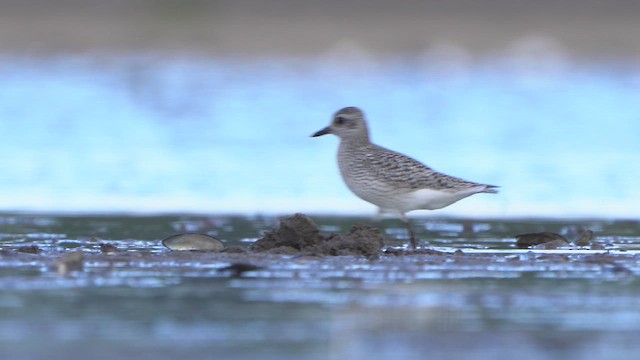Black-bellied Plover - ML642338195