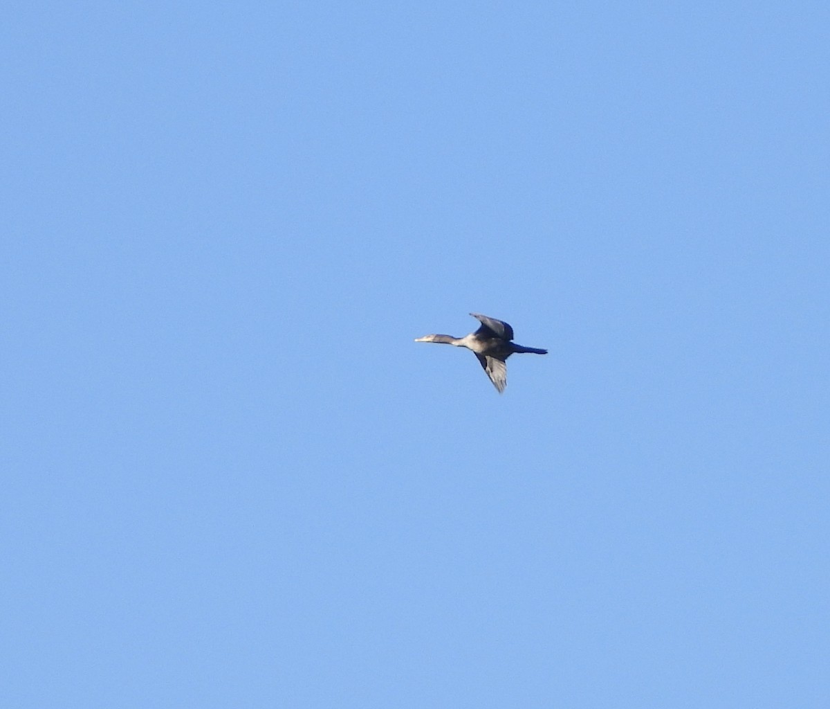 Double-crested Cormorant - ML642338198