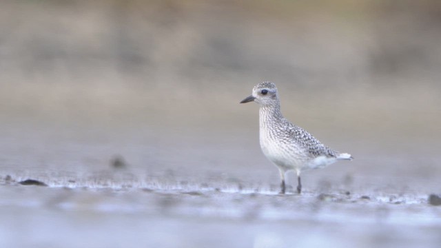 Black-bellied Plover - ML642338200