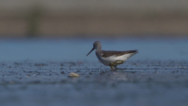 Common Greenshank - ML642338232
