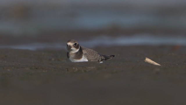 ハジロコチドリ - ML642338233