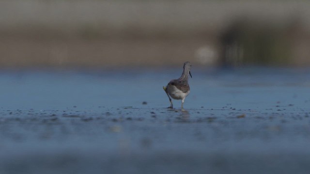 Common Greenshank - ML642338234