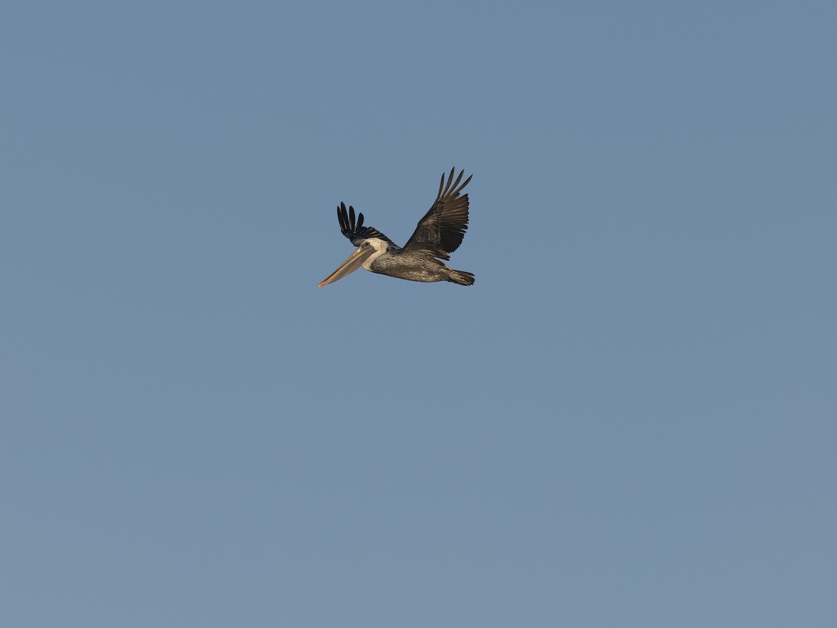 Brown Pelican (California) - ML642338239