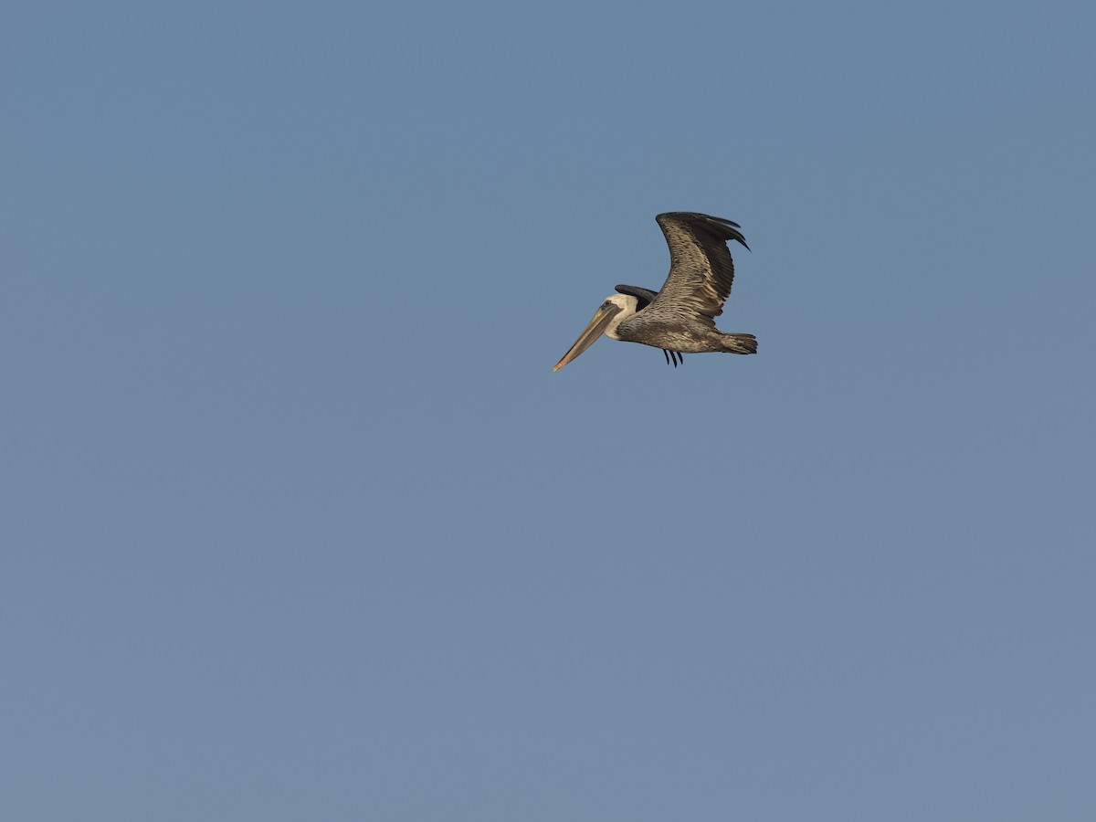 Brown Pelican (California) - ML642338250