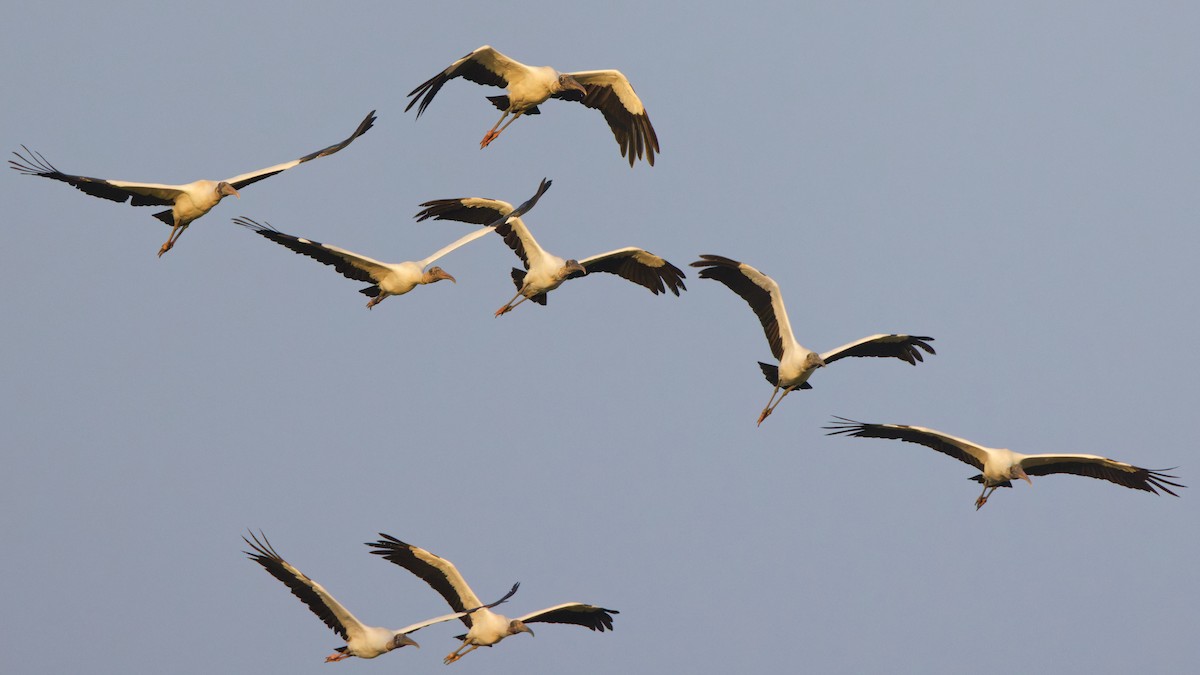 Wood Stork - ML642338259