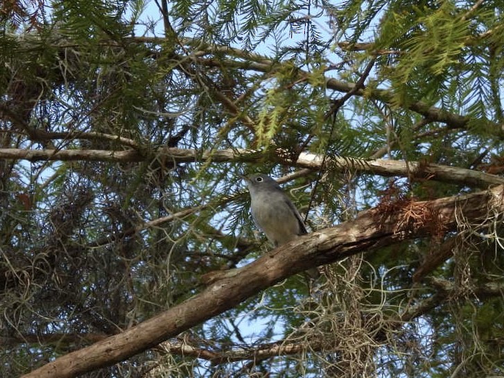 Blue-gray Gnatcatcher - ML642338263