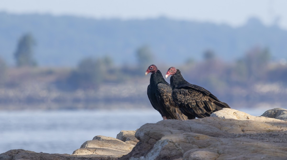 Turkey Vulture - ML642338267
