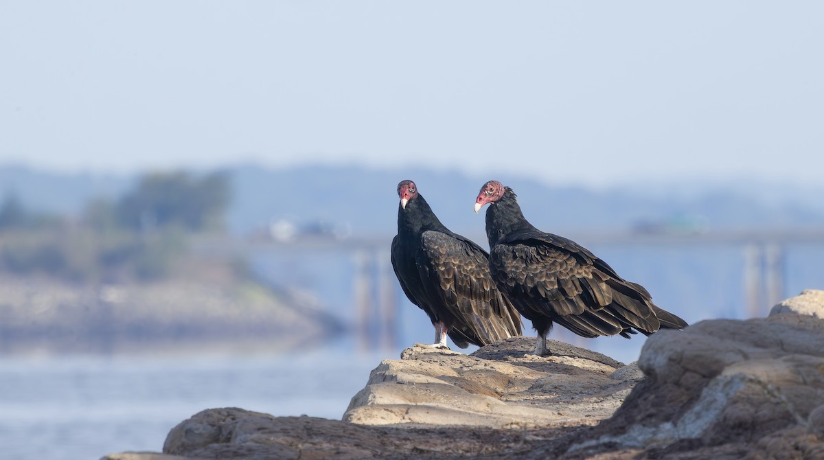 Turkey Vulture - ML642338268