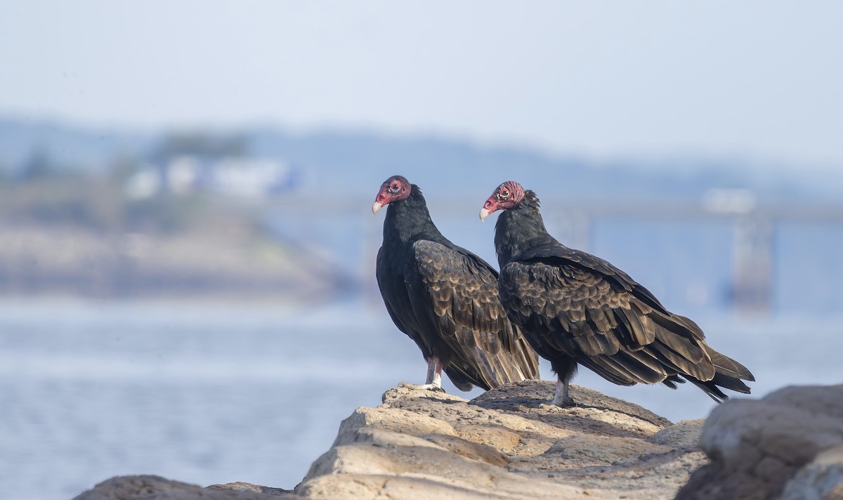 Turkey Vulture - ML642338269