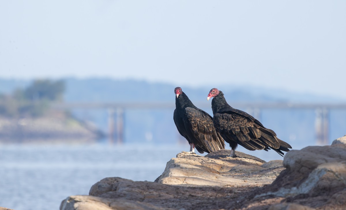 Turkey Vulture - ML642338270
