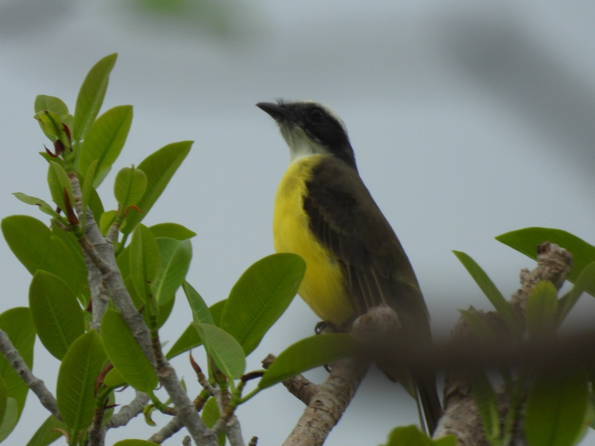 Social Flycatcher - ML642338271