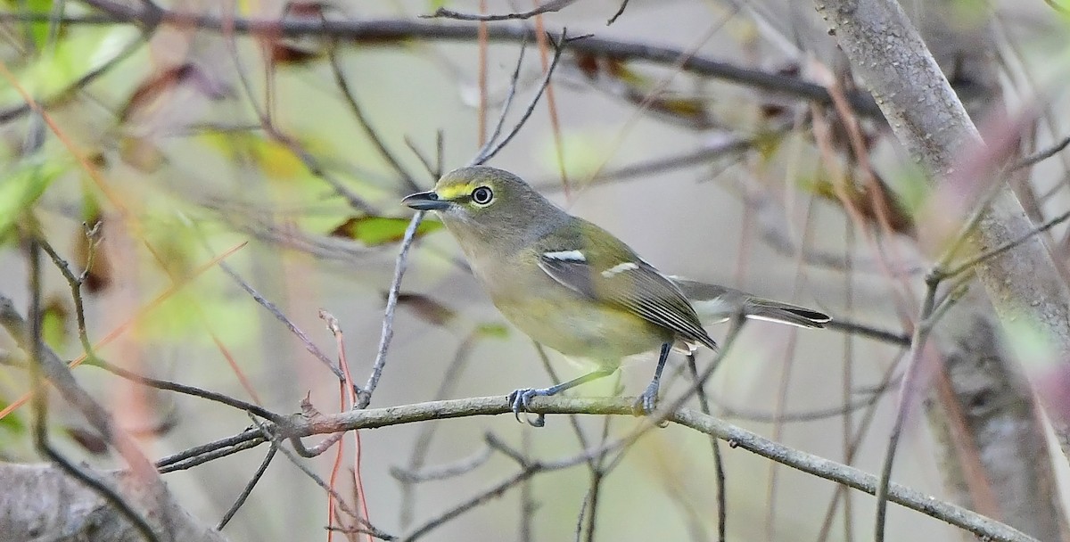 hvitøyevireo - ML642338272