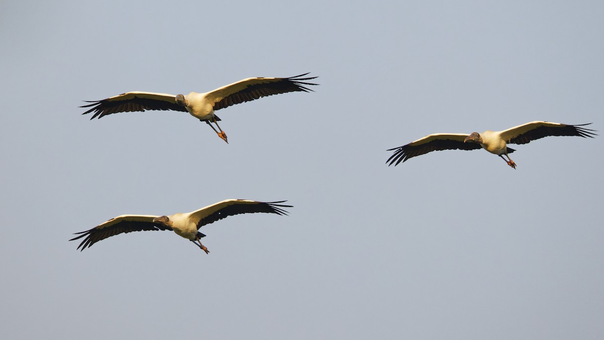 Wood Stork - ML642338276