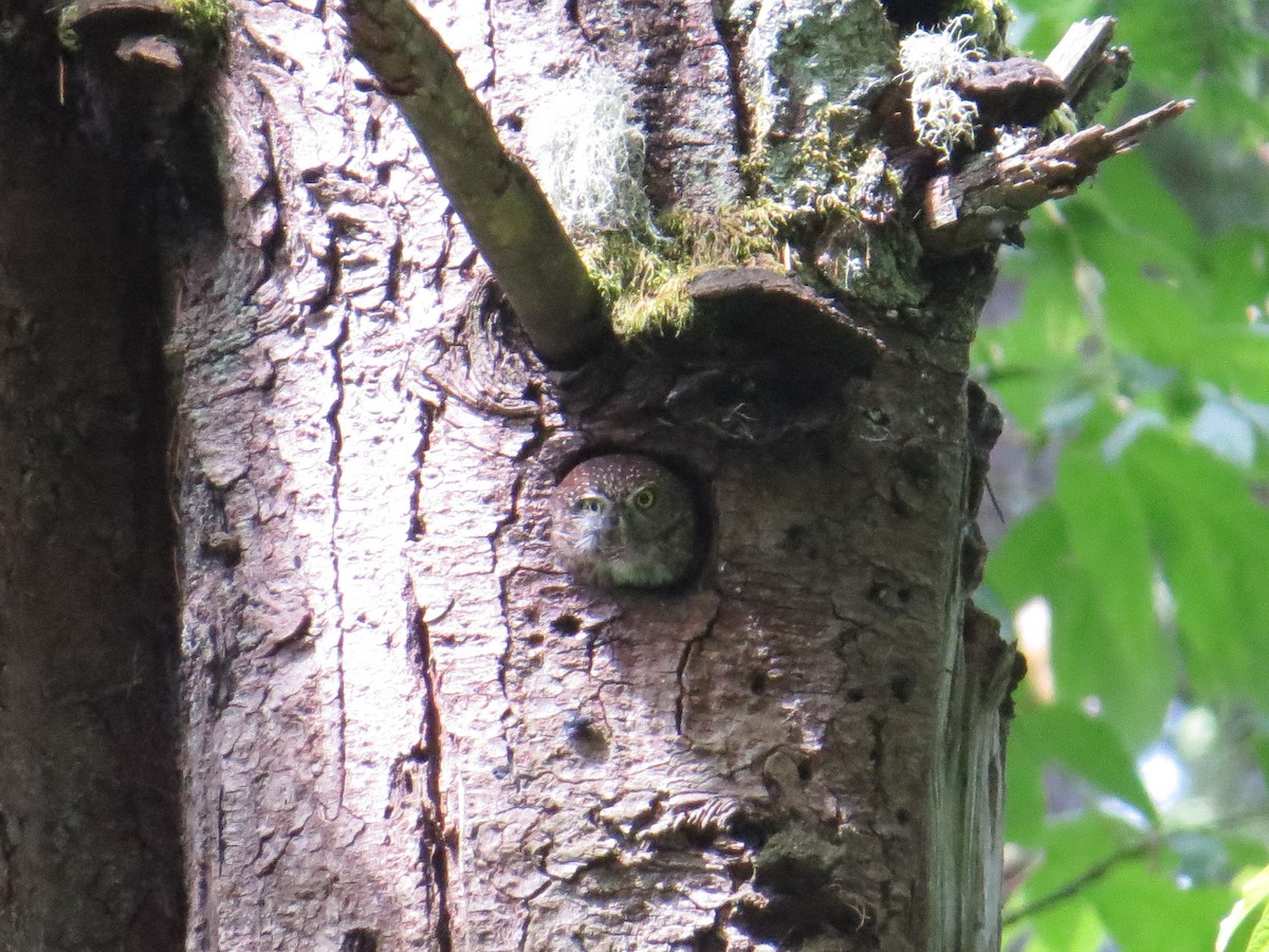 Northern Pygmy-Owl - ML642338315
