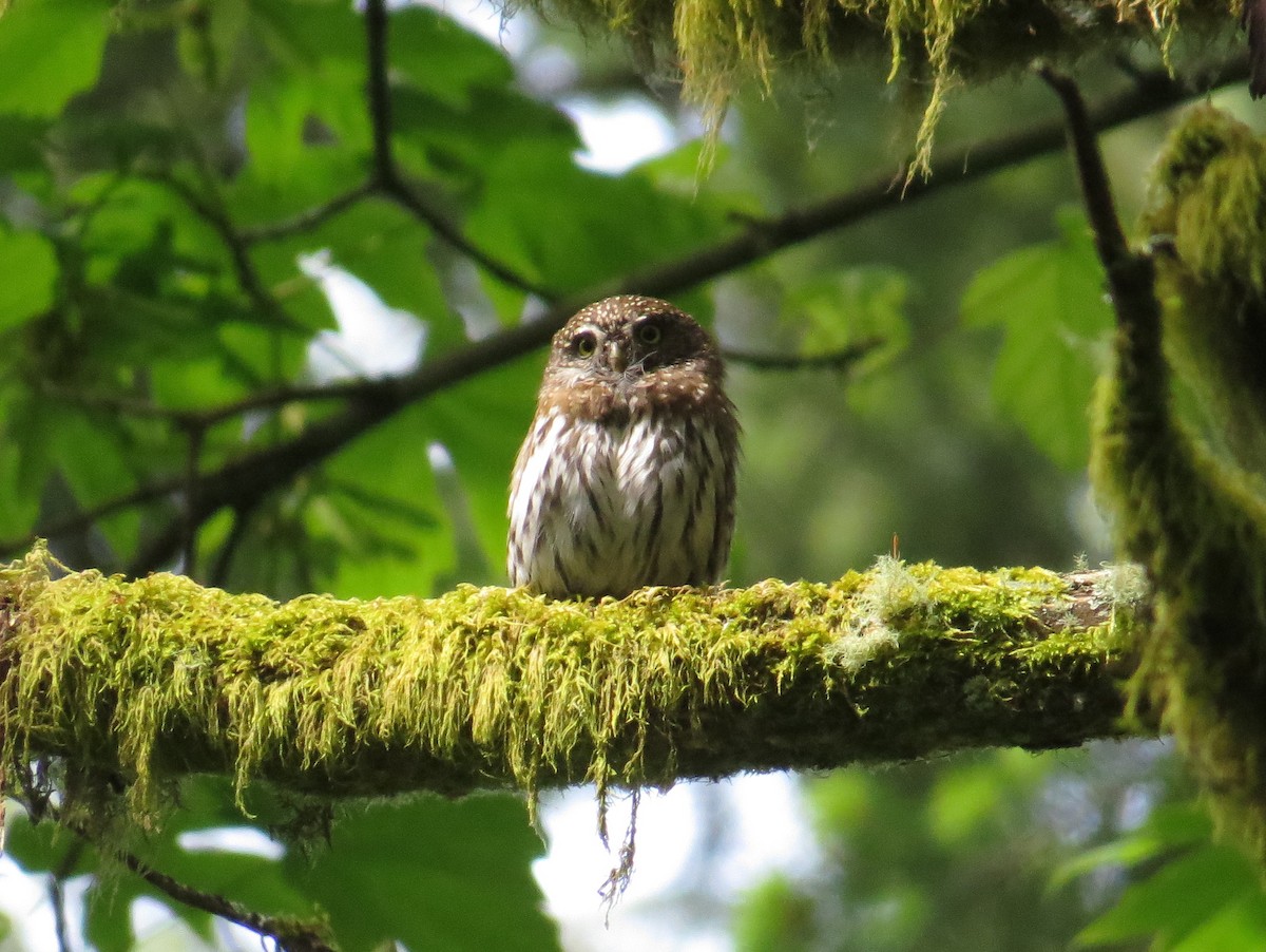 Northern Pygmy-Owl - ML642338316