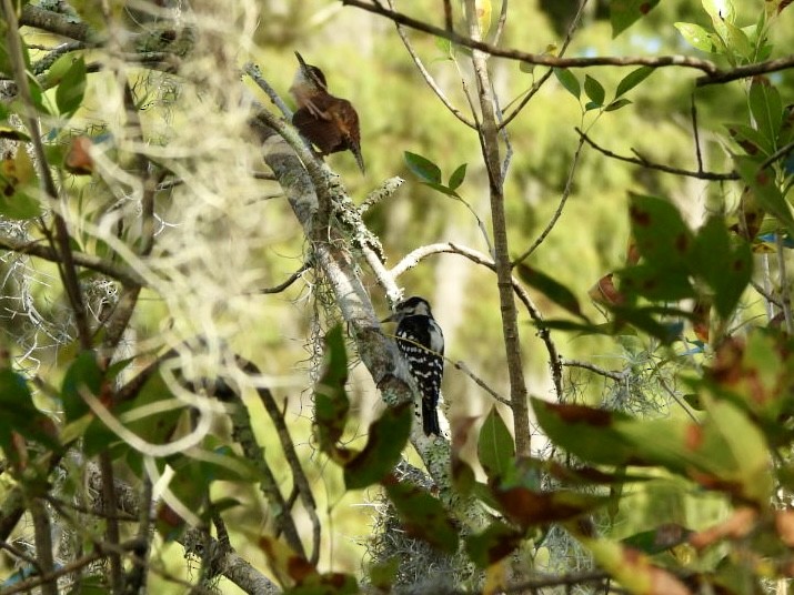 Downy Woodpecker - ML642338319