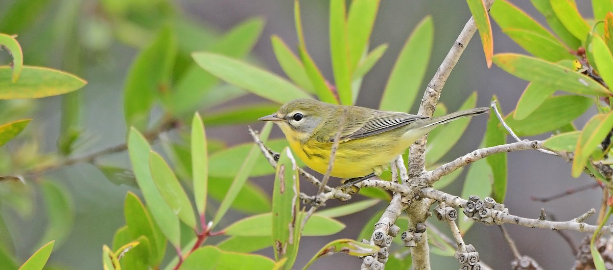 buskparula - ML642338327