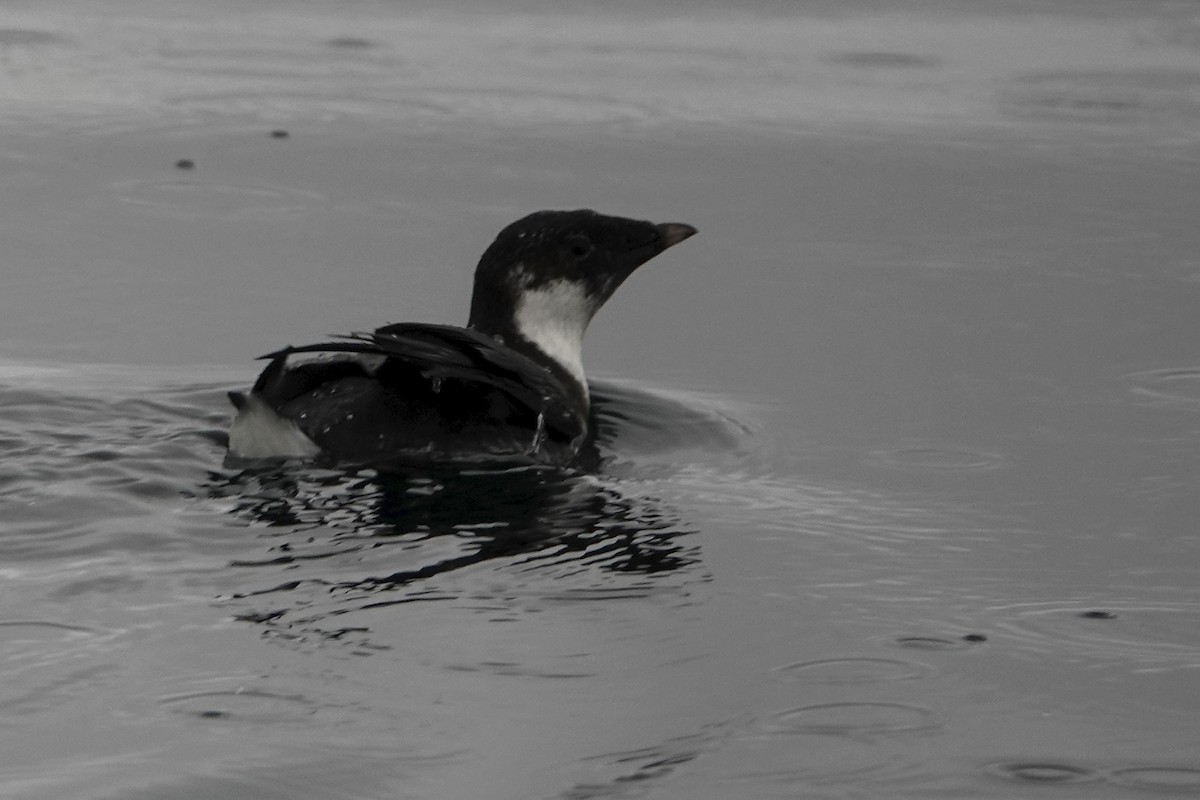 Ancient Murrelet - ML642338330