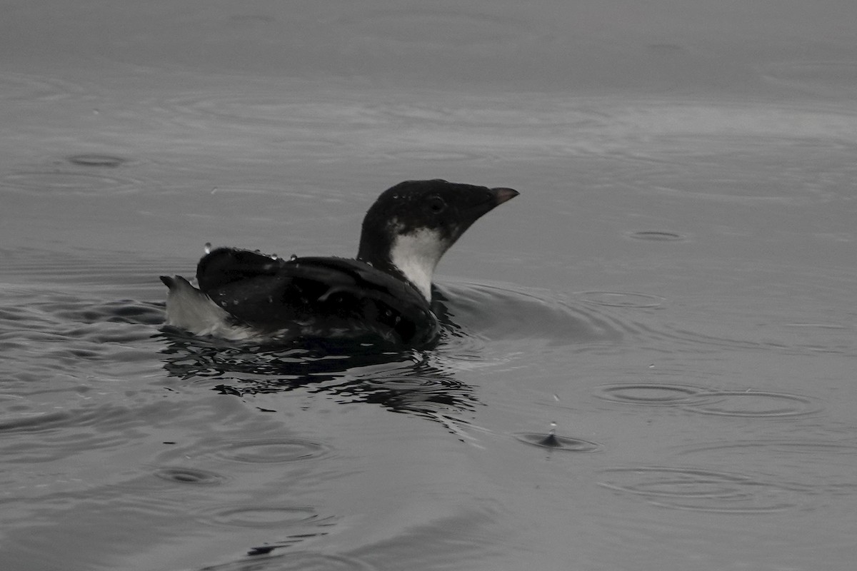 Ancient Murrelet - ML642338331