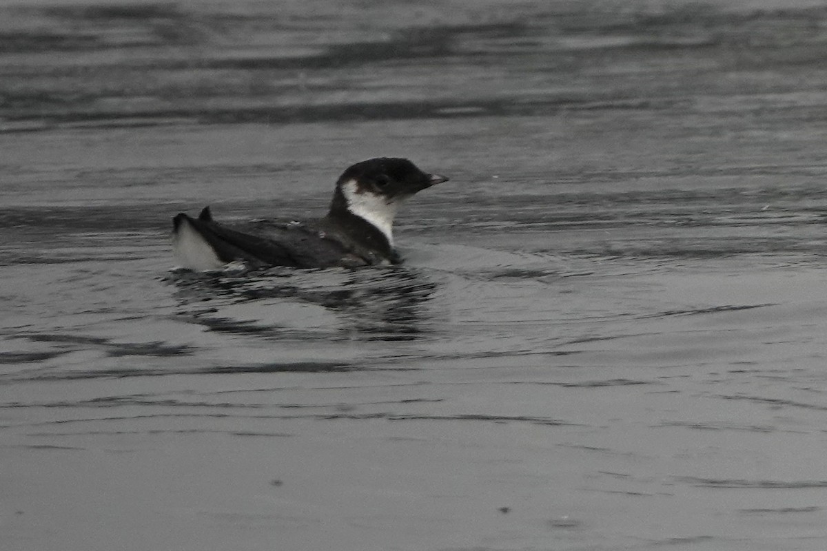 Ancient Murrelet - ML642338332