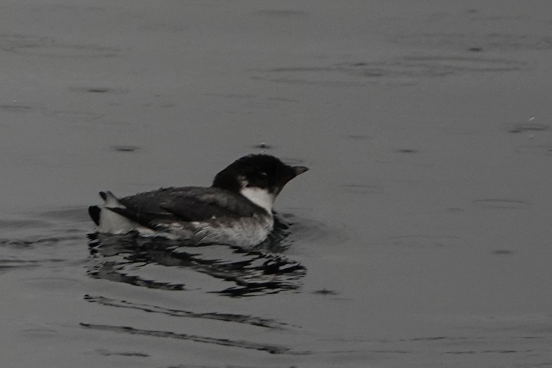 Ancient Murrelet - ML642338333