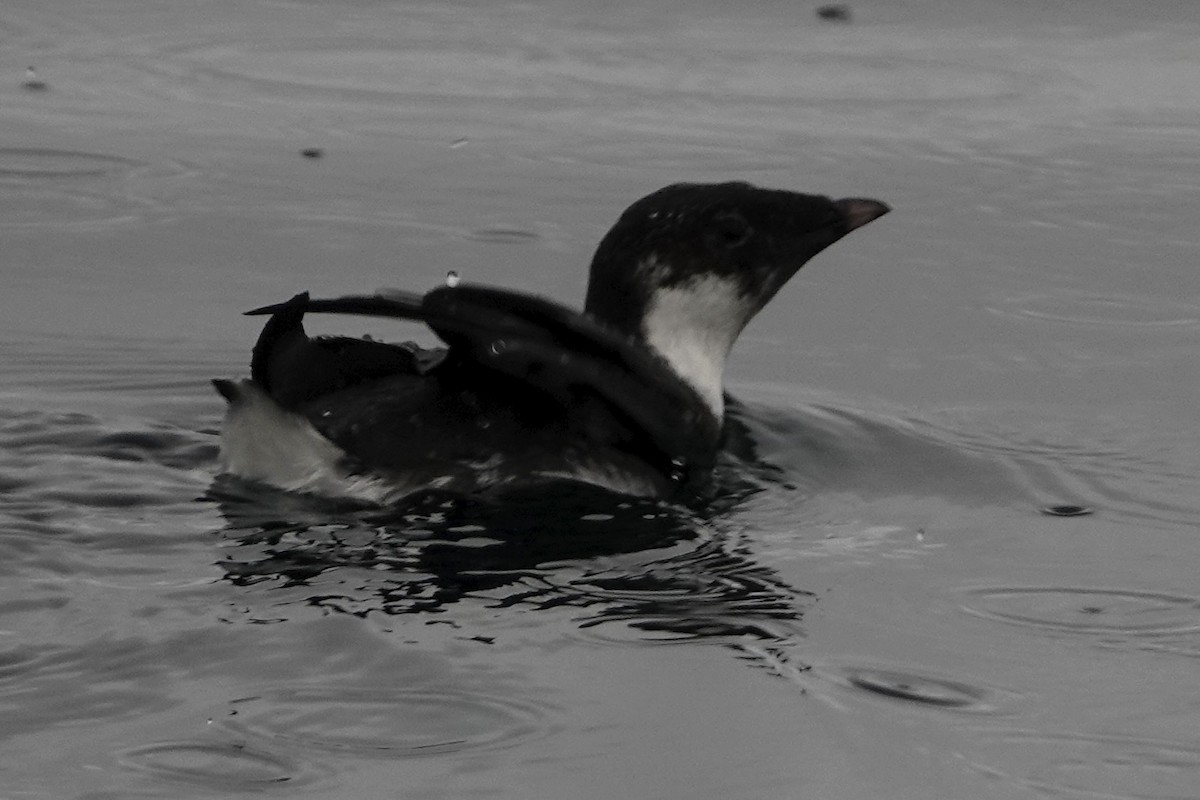 Ancient Murrelet - ML642338334