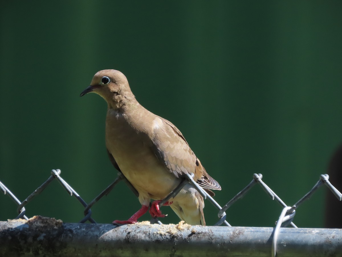 Mourning Dove - ML642338346