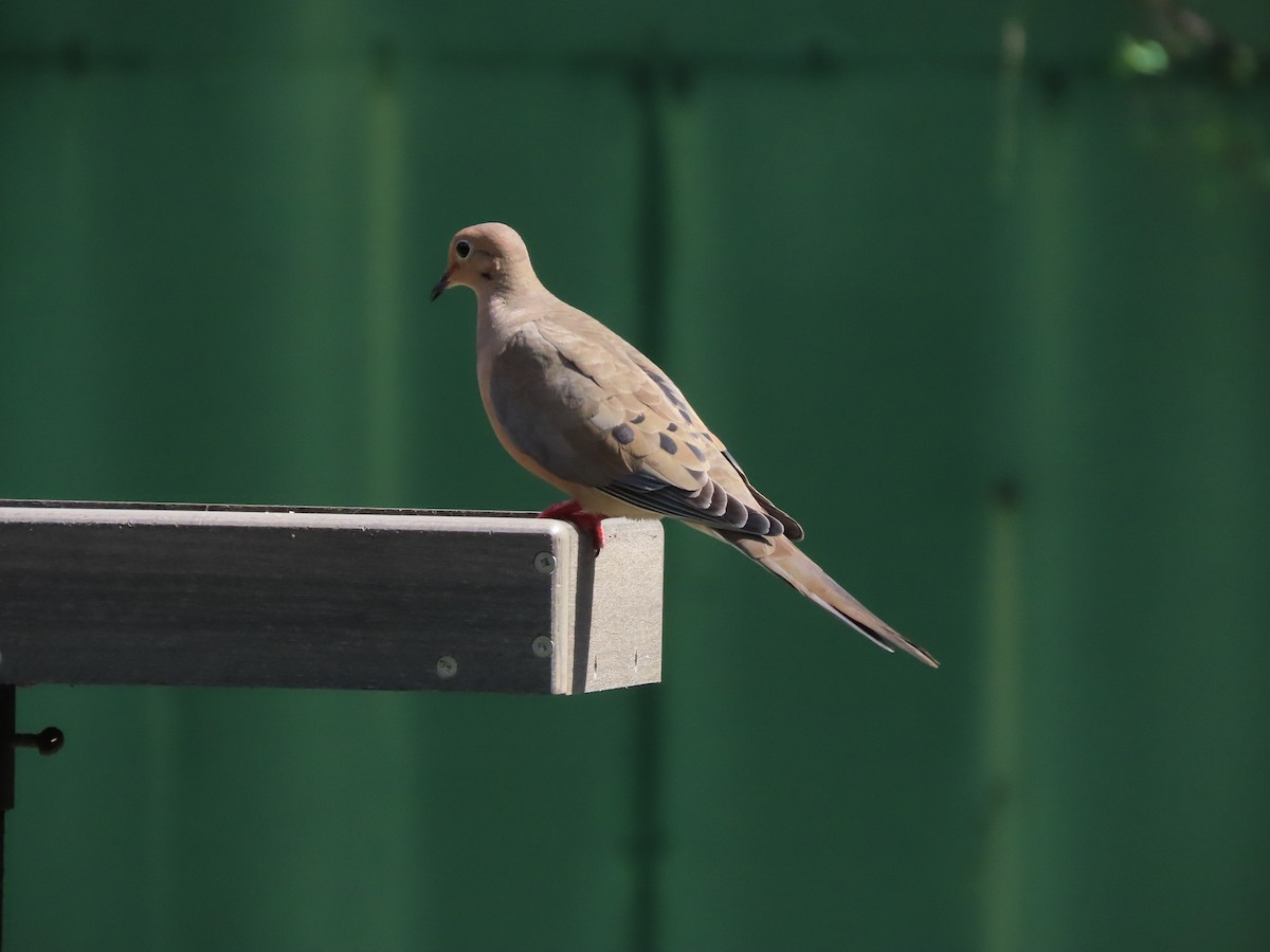 Mourning Dove - ML642338347