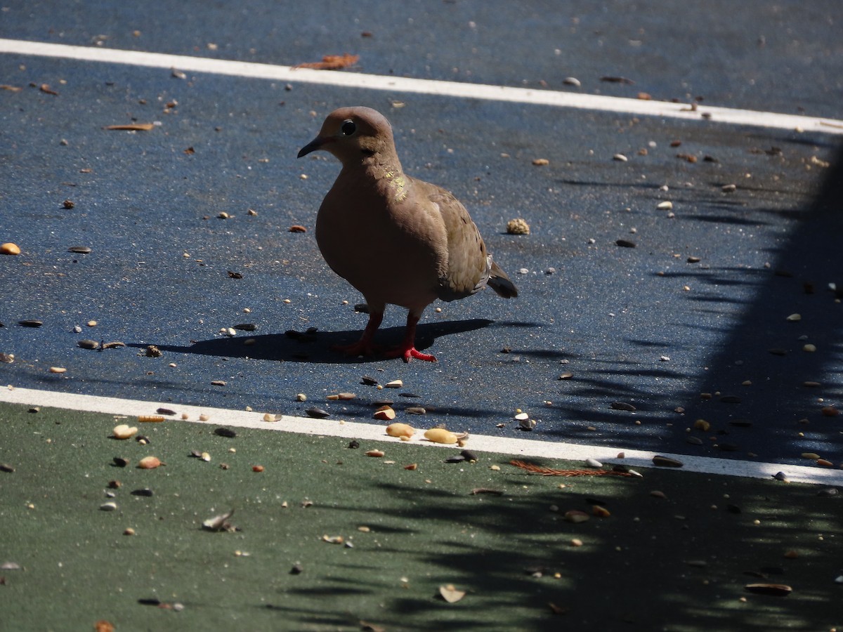 Mourning Dove - ML642338348