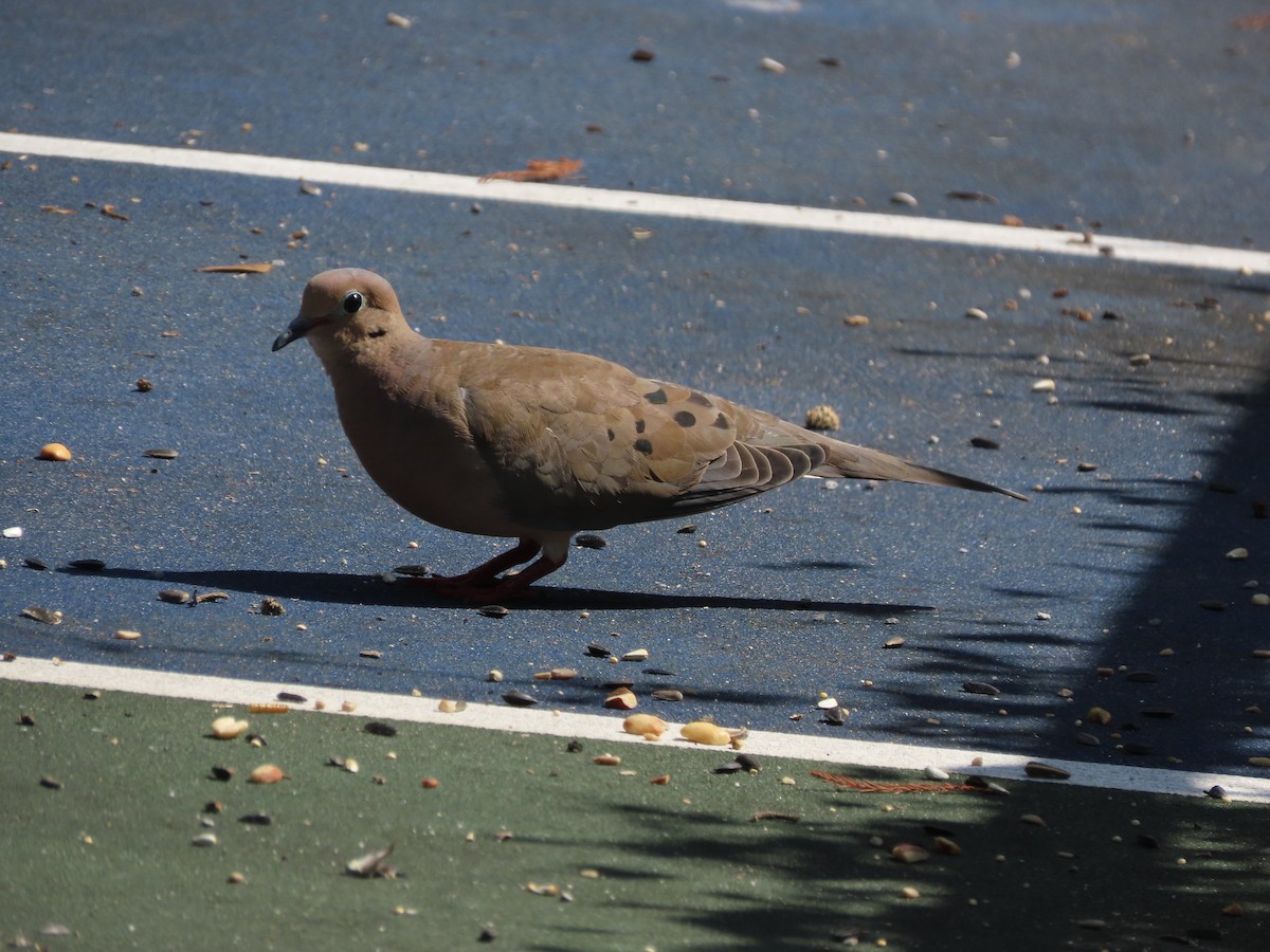 Mourning Dove - ML642338349