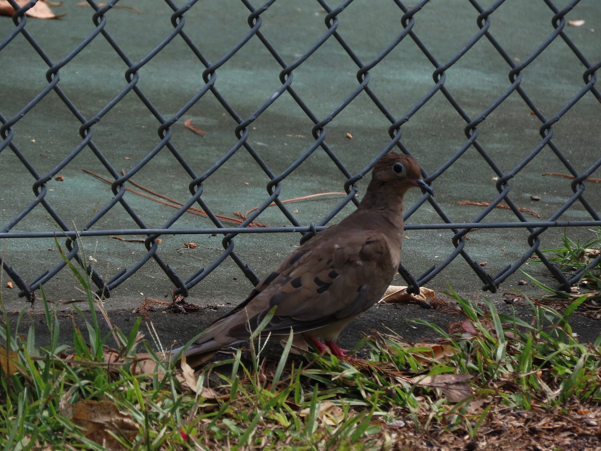 Mourning Dove - ML642338351