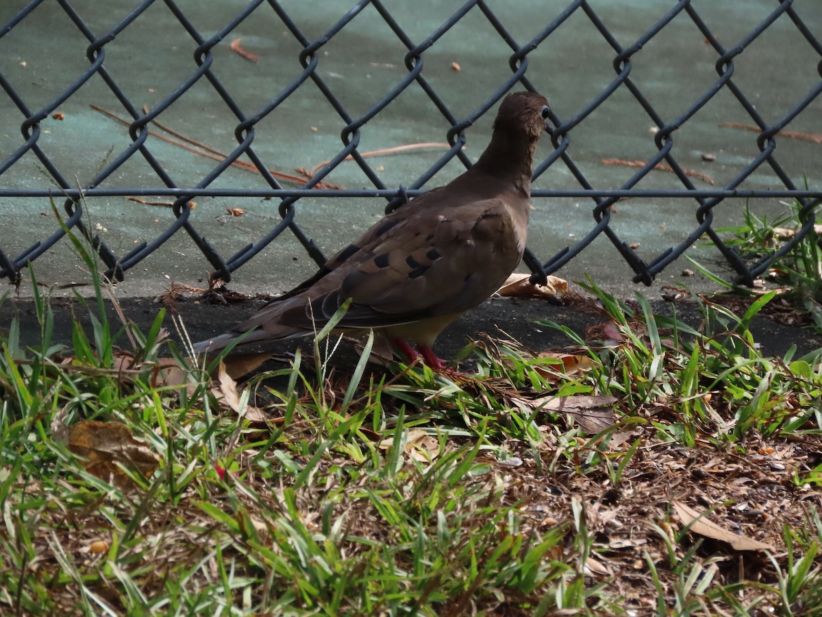 Mourning Dove - ML642338352